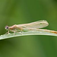 Newly Emerged Damselfly 4 